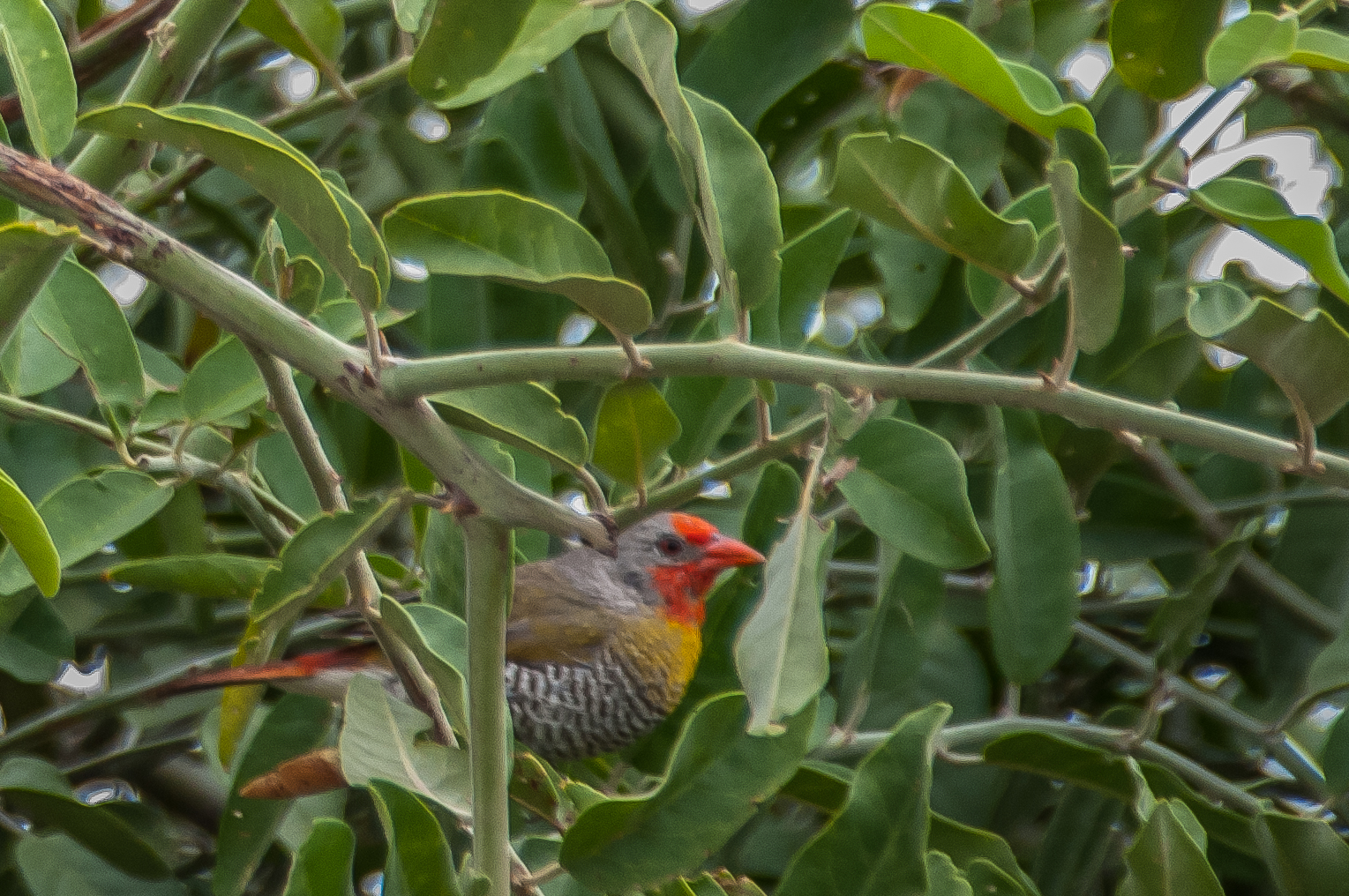 Beaumarquet melba (Green-winged pytilia, Pytilia melba), mâle adulte, Chobe National Park, Botswana-n-1201.JPG